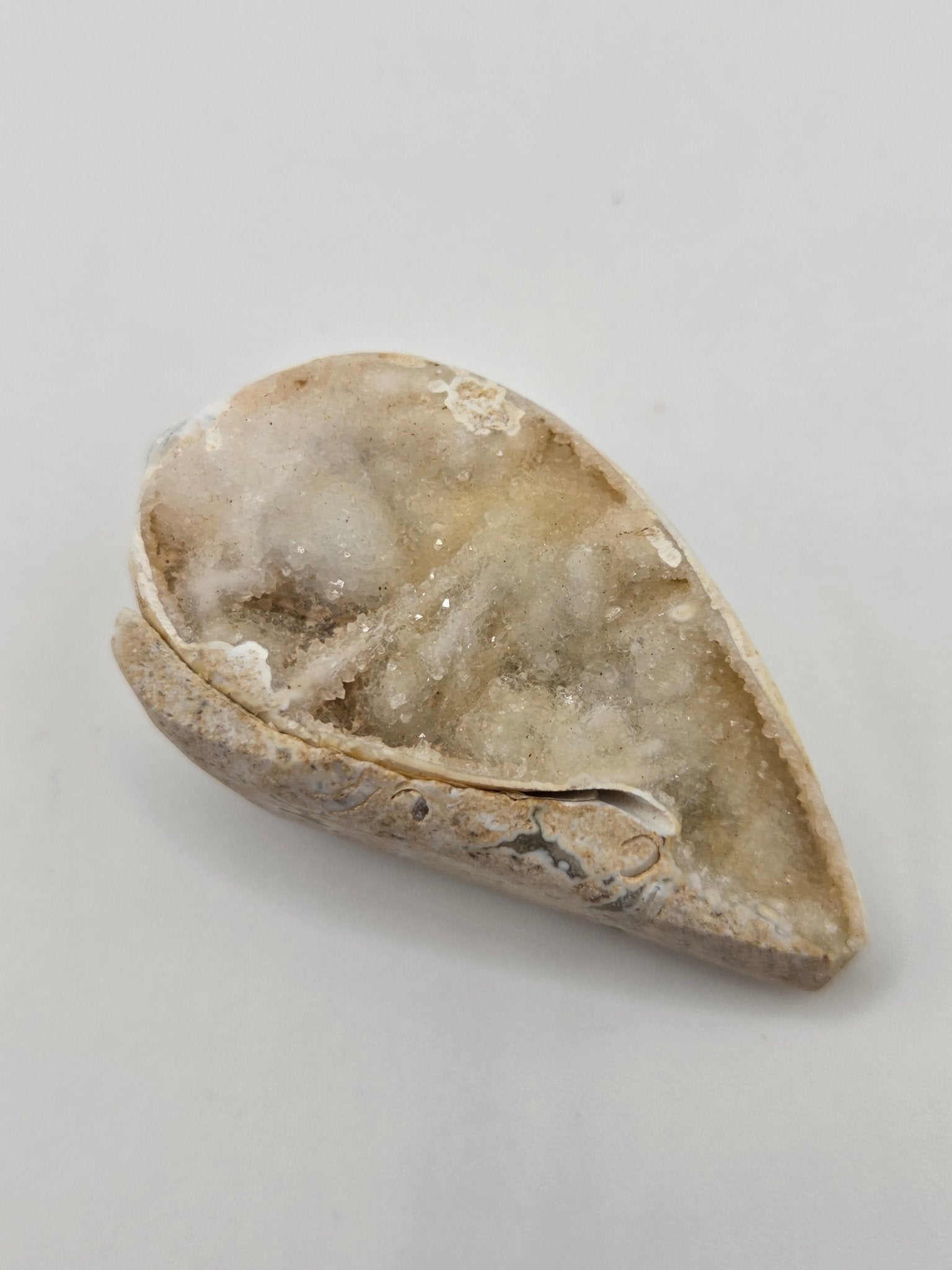 Spiralite Fossilized Seashells - Gemstone Oasis Co.Spiralite Fossilized Seashells
