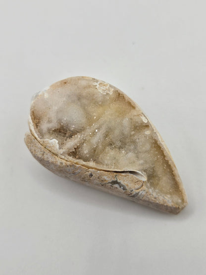 Spiralite Fossilized Seashells - Gemstone Oasis Co.Spiralite Fossilized Seashells