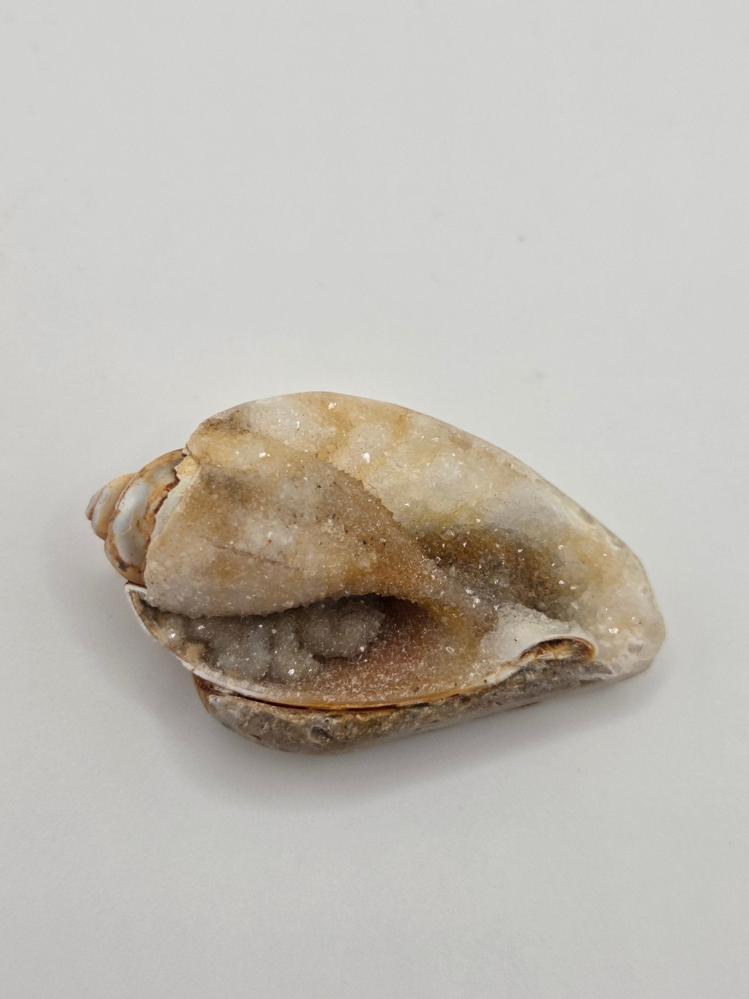 Spiralite Fossilized Seashells - Gemstone Oasis Co.Spiralite Fossilized Seashells