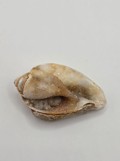 Spiralite Fossilized Seashells - Gemstone Oasis Co.Spiralite Fossilized Seashells