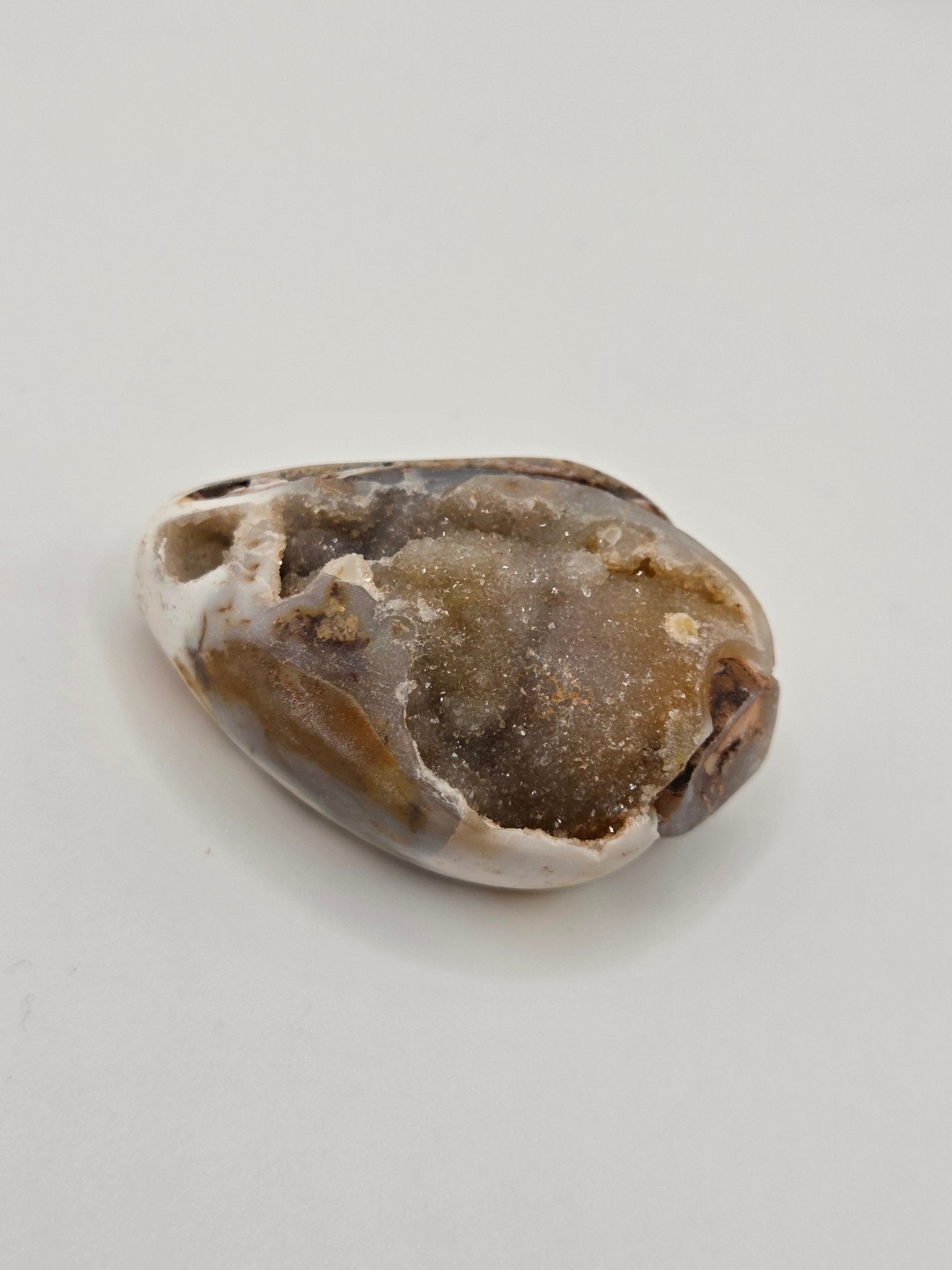 Spiralite Fossilized Seashells - Gemstone Oasis Co.Spiralite Fossilized Seashells