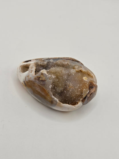 Spiralite Fossilized Seashells - Gemstone Oasis Co.Spiralite Fossilized Seashells