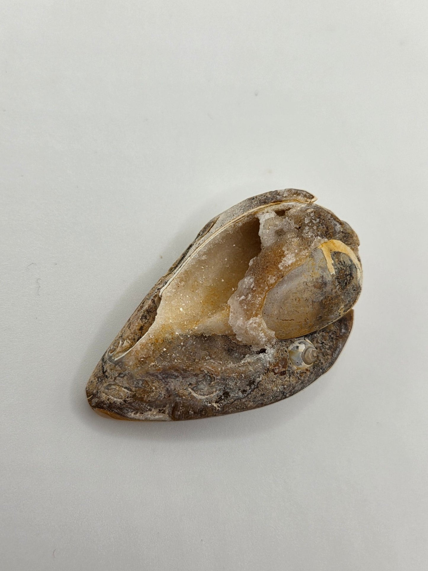 Spiralite Fossilized Seashells - Gemstone Oasis Co.Spiralite Fossilized Seashells
