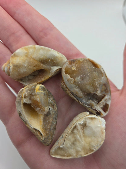 Spiralite Fossilized Seashells - Gemstone Oasis Co.Spiralite Fossilized Seashells